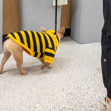 Doggie in costume